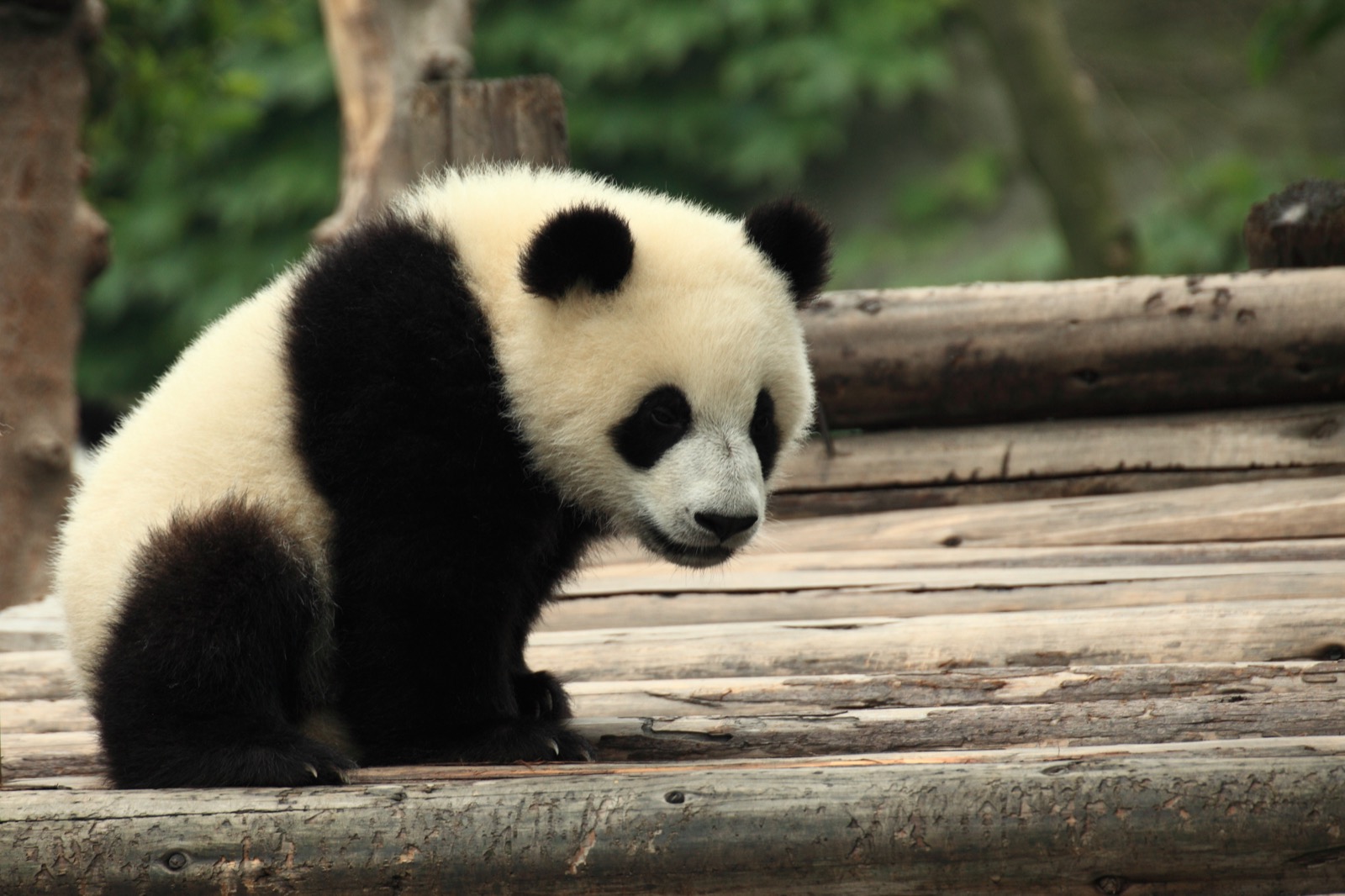 Chengdu travel view